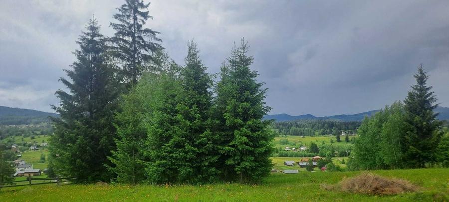 Teren de vanzare 49246 mp Neagra Sarului, comuna Saru Dornei, la 15 km de Vatra Dornei - 3