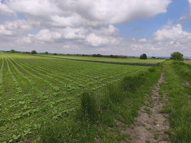 Teren Construcții intravilan de 8700 mp, în Exterior Nord