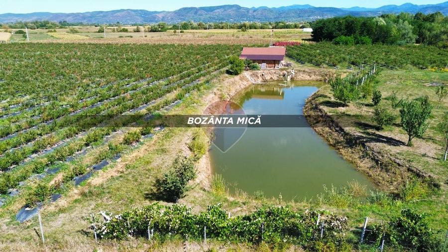 Teren agricol extravilan de 29656 mp, în Bozânta Mică