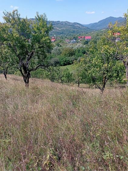 Teren de 3100 mp, în Chiojdu