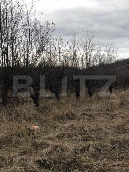 Teren Construcții intravilan de 3278 mp, în Viforâta