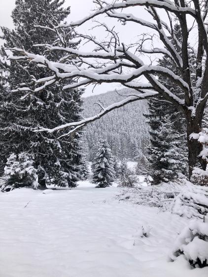 De vanzare  4900 mp teren extravilan Poiana Brasov - 9