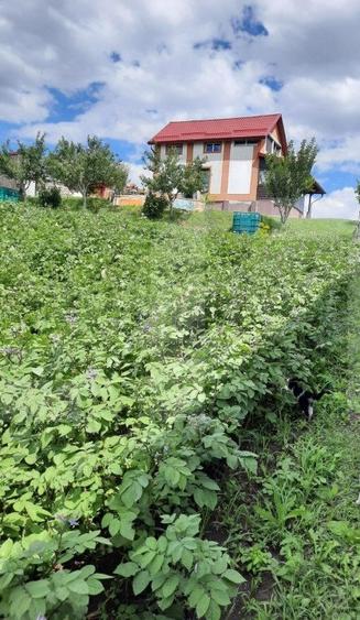 Casa si teren 3450mp, panorama superba asupra orasului - 5