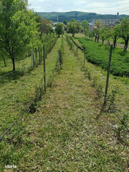 Oferta Teren intravilan - 3