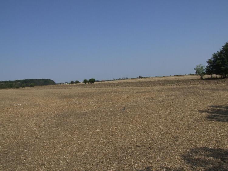 Clinceni-Ordoreanu intre padurea Teghes si Ordoreanu - 10