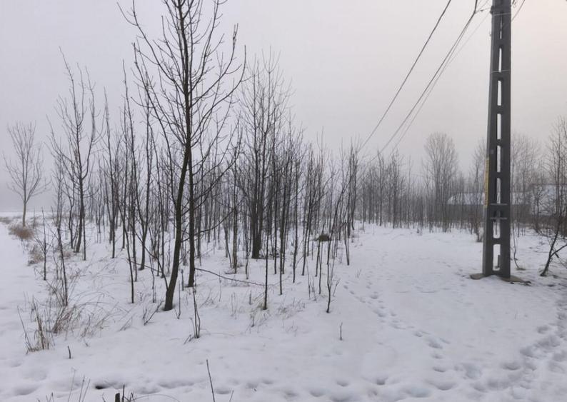 Teren intravilan , 5000mp, zona Negostina, Siret - 2