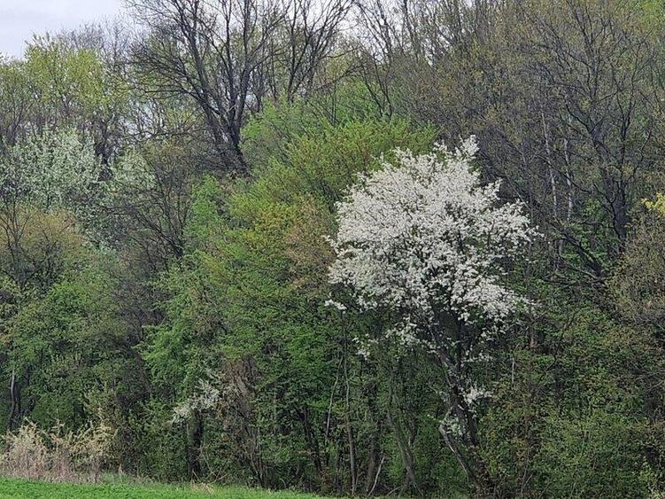 IZVORANI Teren unic prin locatie si priveliste, cu hotar la padurea, intr-o zona - 2