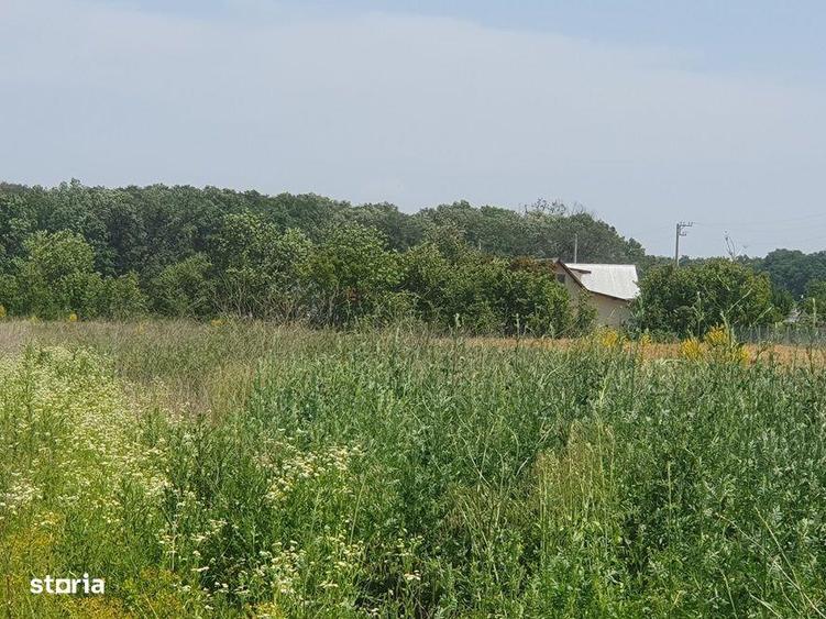 Teren langa padurea Sri Balotesti, 22500 euro - 8