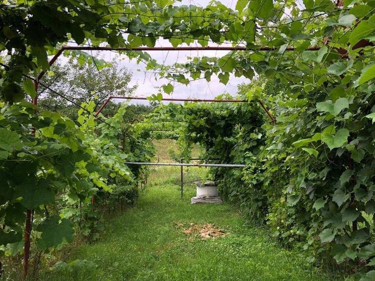 Casa si teren in satul Batoti (MH) - 2