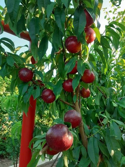 VILA UNICAT ULTRALUX P+1 +CASA CU TEREN 1412MP ZONA PALAZU MARE - 24