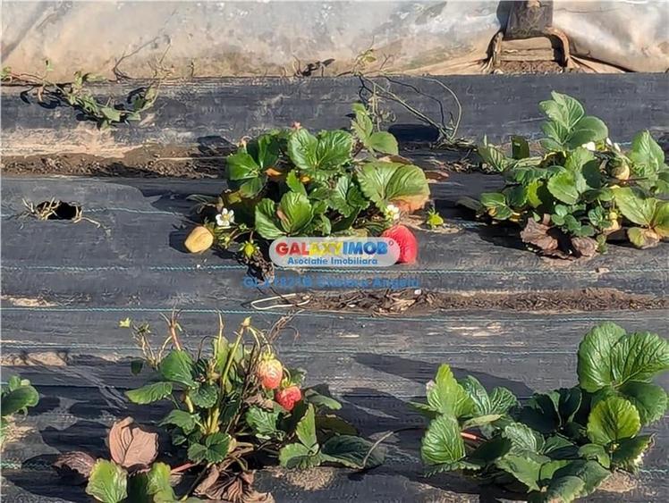 Adunatii Copaceni vila P+1 ,5 camere,suprafata 165 mp, teren 1300 mp - 19