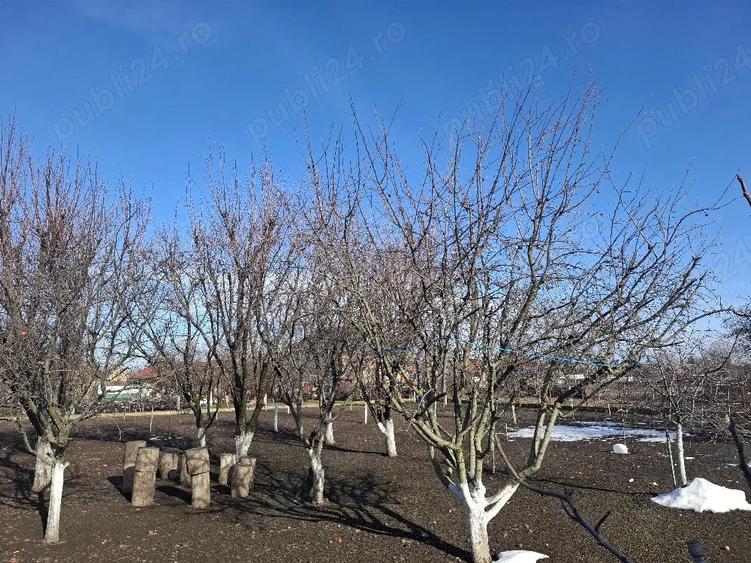 Casa de vanzare Pecica - 1