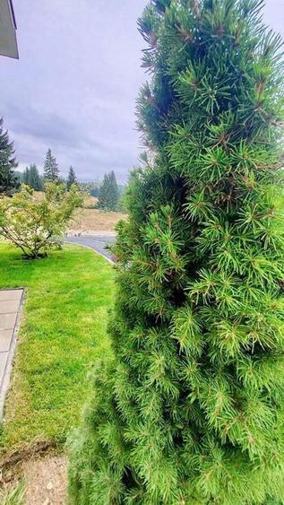 APARTAMENT DE VACANTA - POIANA BRASOV - 13