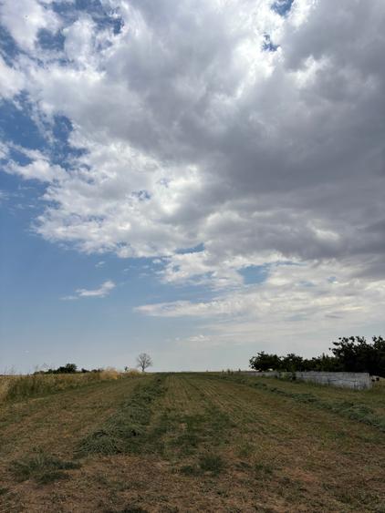 Teren Budeni - Delta Comana - Giurgiu - 10