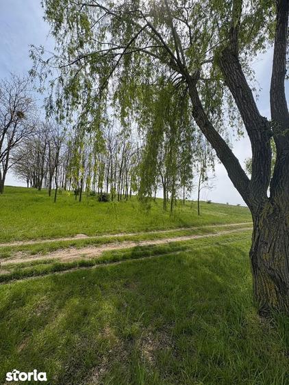 Oportunitate ideala pentru casa langa lac si padure de salcami - 5