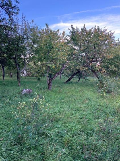 Casa cu gradina si pomi fructiferi - teren 2401 mp - loc. Moldovenesti - 2