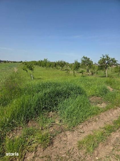 Teren intravilan de vanzare Bradu - 4