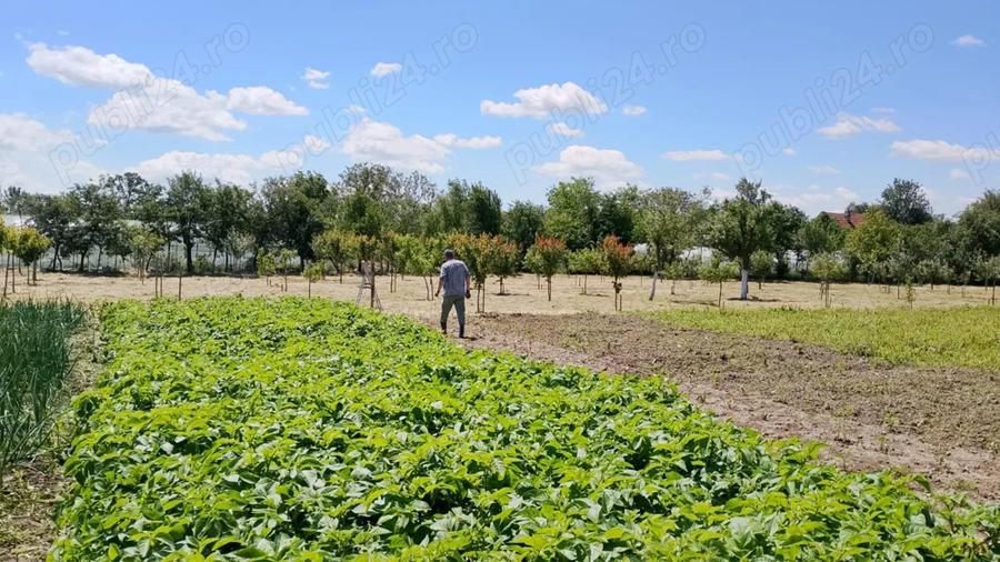 Vand casa cu teren 5725 mp, livada 100 pomi fructiferi, hala 220 mp in Dragoiesti, jud Timis - 3