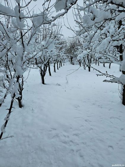 Ferma Calugareni 11860 mp 100 000 Euro - 2