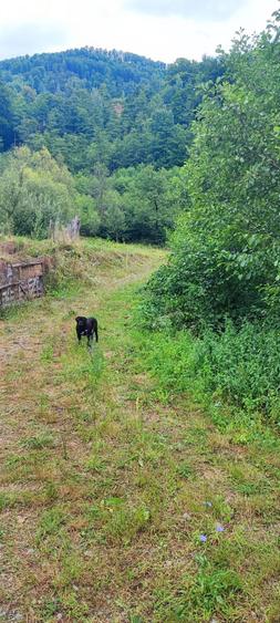 Teren 5600mp in localitatea Malaia - 3