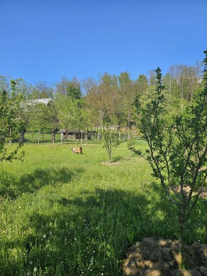 Teren intravilan comuna Botosana, judetul Suceava - 5