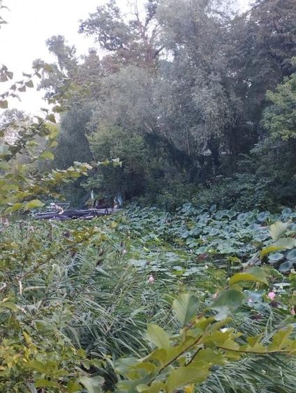 SUPER  OCAZIE TEREN 4000MP DE VANZARE IN SNAGOV CU DESCHIDERE LA LACUL SNAGOV - 13