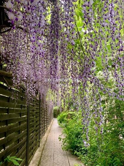 Vanzare Vila Baneasa - Willbrook - cu Deschidere la Padure ! - 25