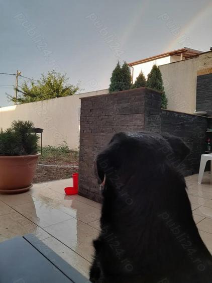 Vila noua de inchiriat sau vanzare ! - 5