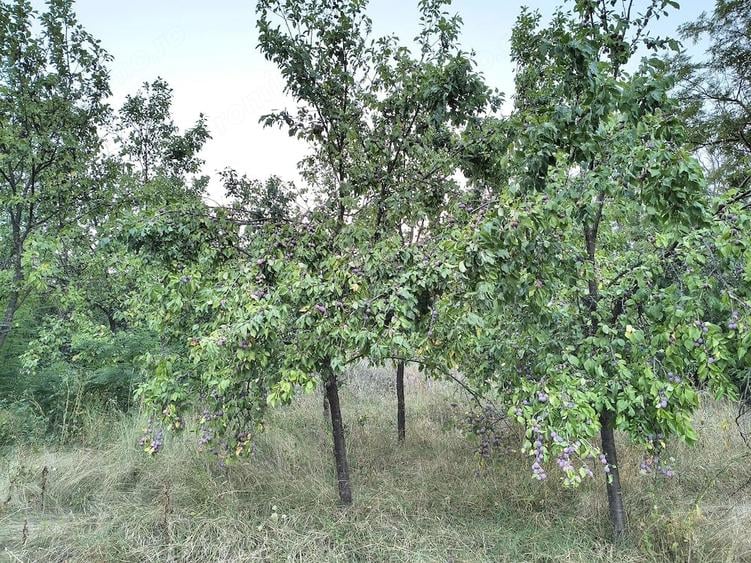 Teren de 2160 mp, în Șpring