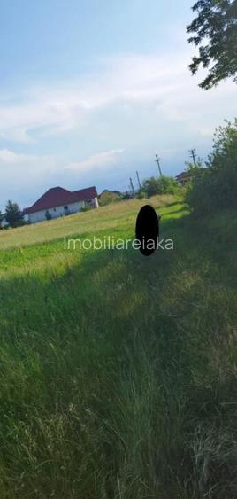 Catalina, 39 ari teren