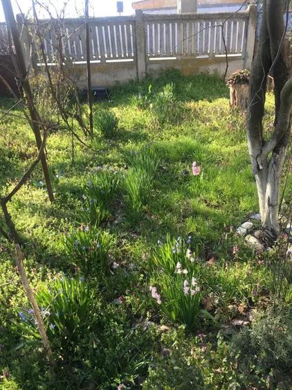 Casa batraneasca teren de vanzare Plataresti 20 km de Bucuresti - 2