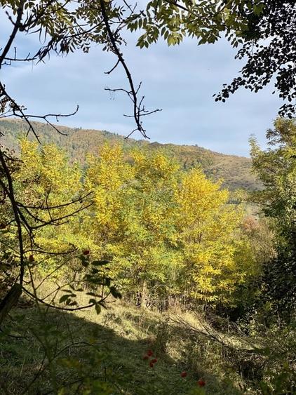 Teren retras panoramic Valea Doftanei 1350 mp panta lina, cu utilitati - 8