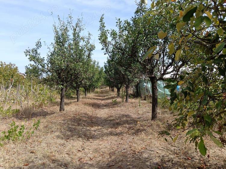 Casa in ora?ul Bal? Jude?ul Olt, strada Viilor - 5