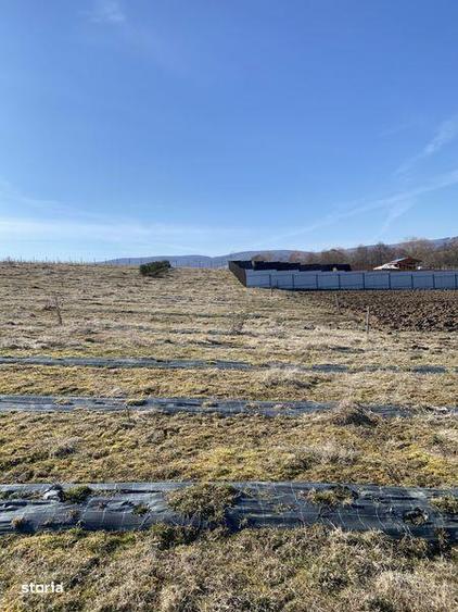 Teren extravilan de vanzare - 4