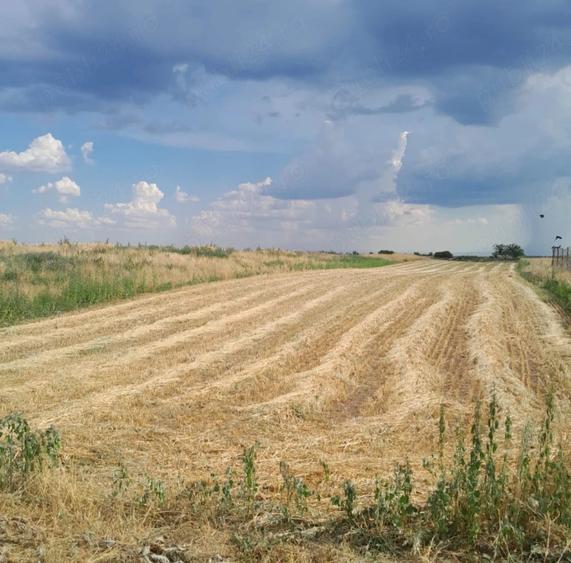 Teren de 3690 mp, în Poiana Mare