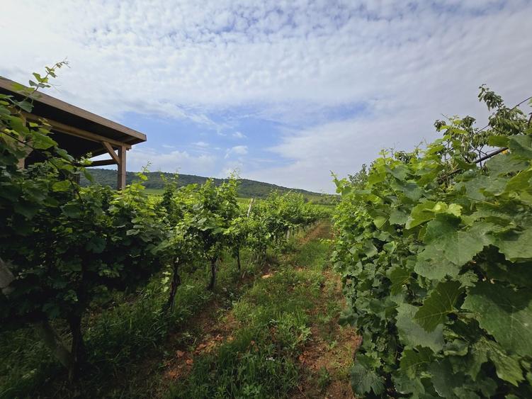 Teren agricol extravilan de 80000 mp, în Covăsinț