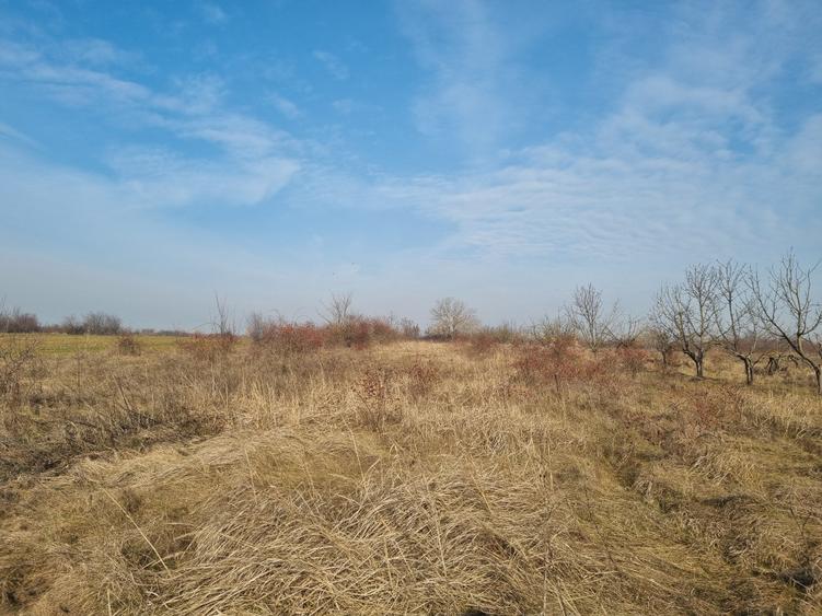 Teren de vanzare 2500 mp Adunatii Copaceni- in spatele Primariei - 2