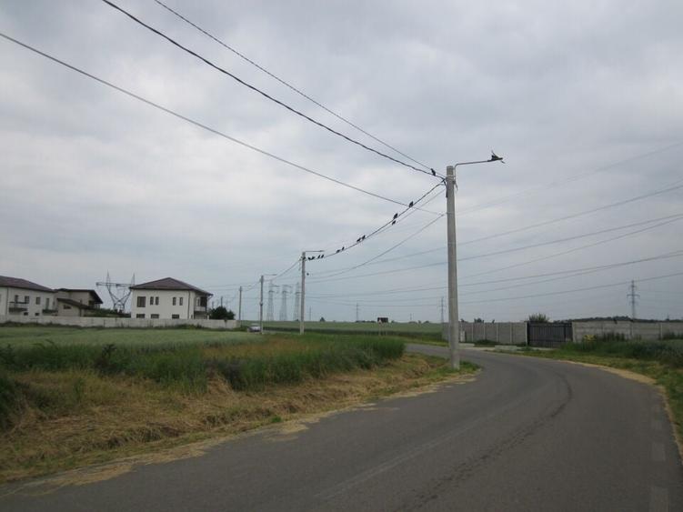 Domnesti-Narciselor - 4