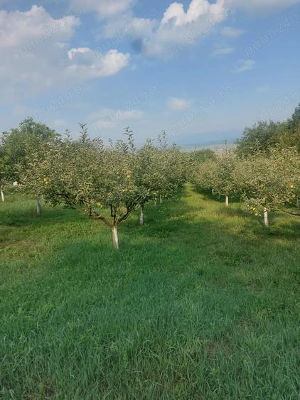 Casa tip cabana cu livada jud Alba - 2