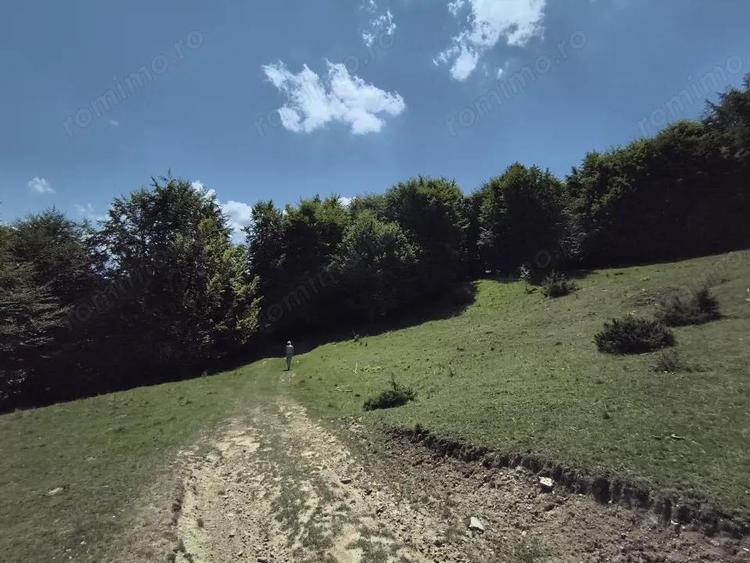 Teren - padure Teliu - Bradet - 4