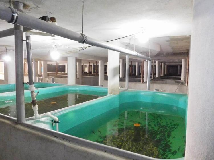 COMISION 0% Oportunitate de afacere/acvacultura in sistem RAS/3150 mp/Cisnadie - 2