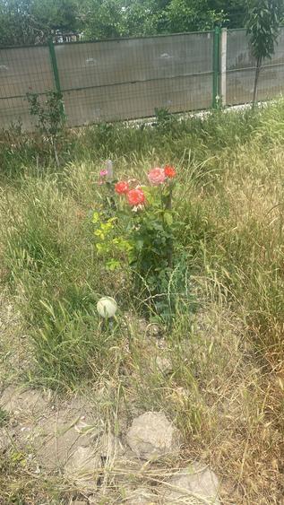 Vand teren Comana - 3