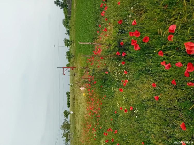 Vand casa si teren - 8