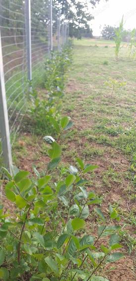 Casa cu teren GHIOROC - 7