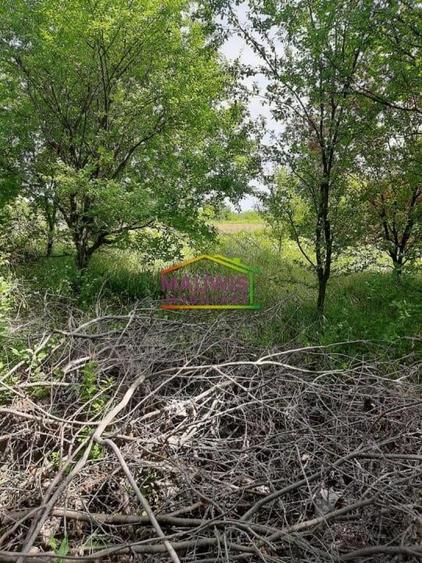 Snagov-Ghermanesti-Teren 2000 mp la sosea - 55 euro/mp - 4