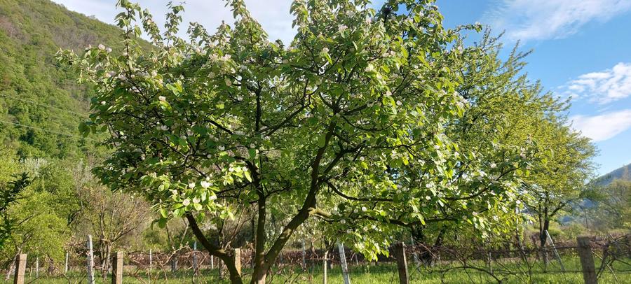 Teren intrare Herculane,E 70 Herculane-Orsova - 7