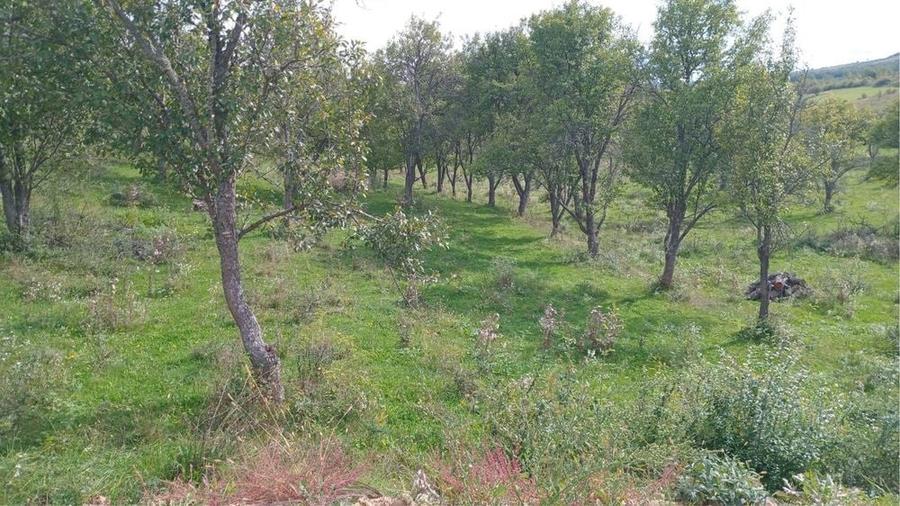 Teren extravilan 10.000 mp – Livadă de pruni, Dorolea (15 km de Bistrița) - 4