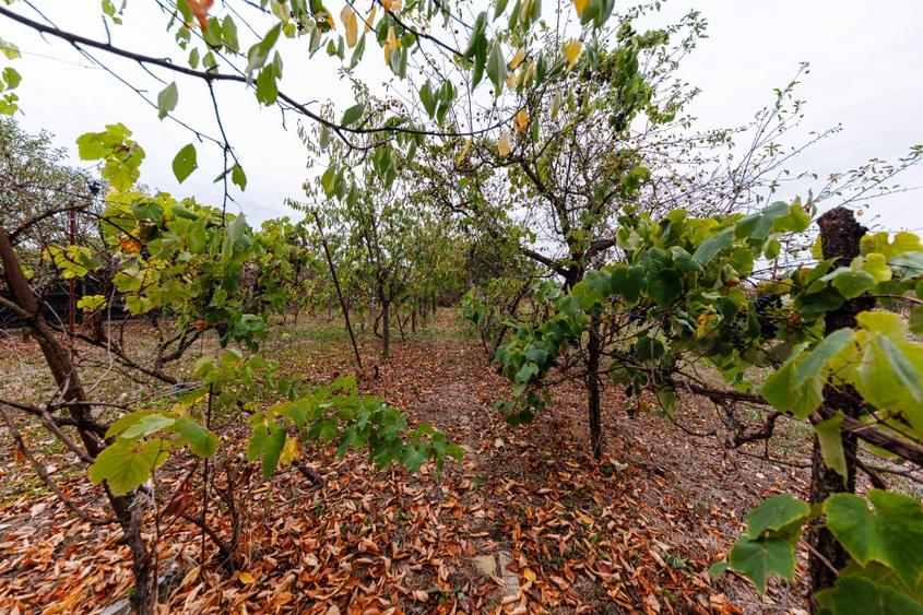 Teren 1.439 mp cu casa batraneasca – Urseni, Vatra Veche - 15