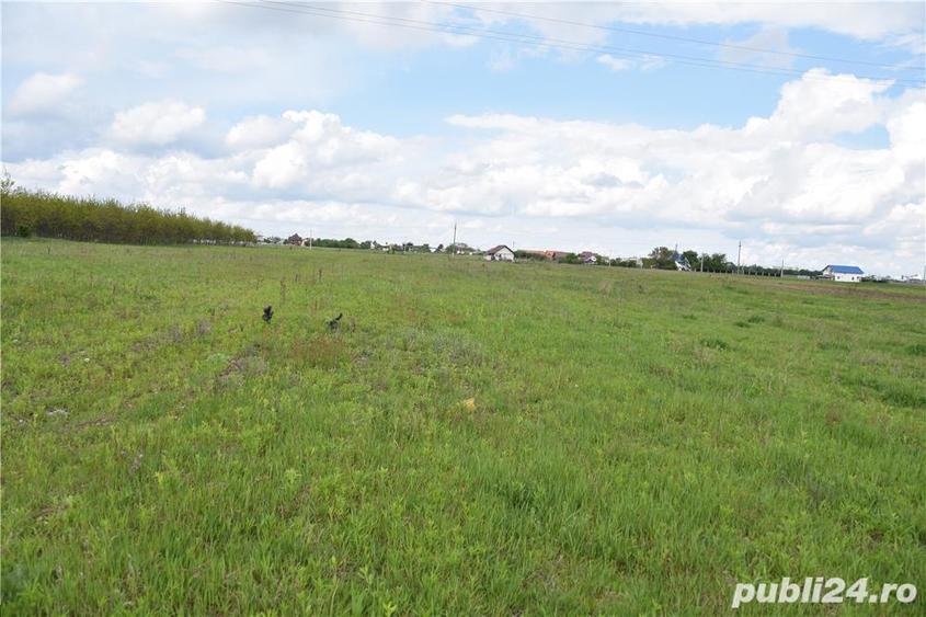 Teren de vanzare in Dumbrava Rosie - 2
