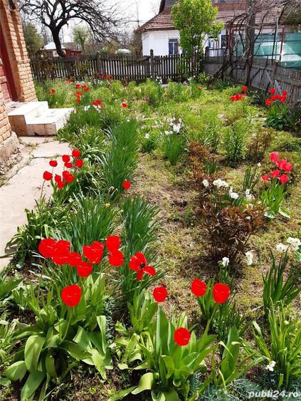 Vand casa batraneasca din caramida cu teren 3120 de mp, 31500 de euro negociabil - 5